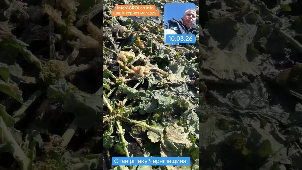 Состояние рапса 10.03