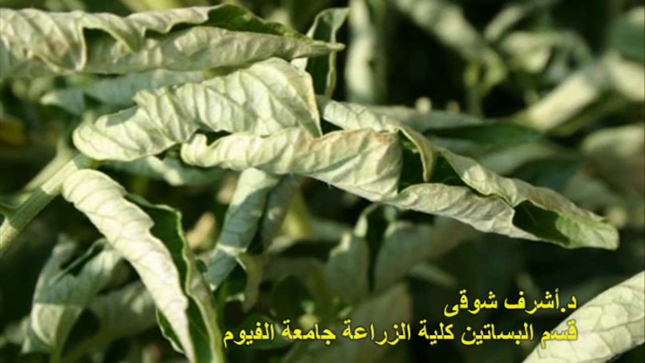 (32) التفاف الأوراق الفسيولوجى فى الطماطم | د.أشرف شوقى