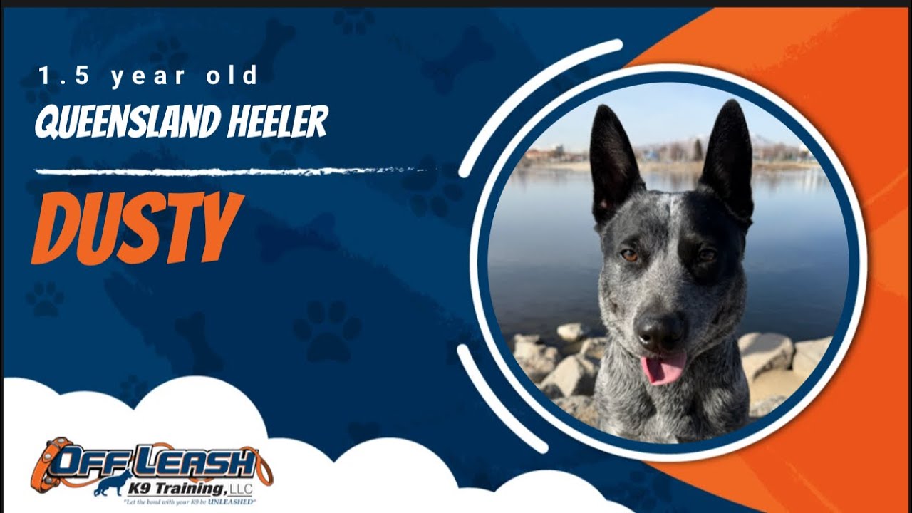 Queensland Heeler 🐾Loose Leash Training | Best Dog Trainer | Reno, NV🐾