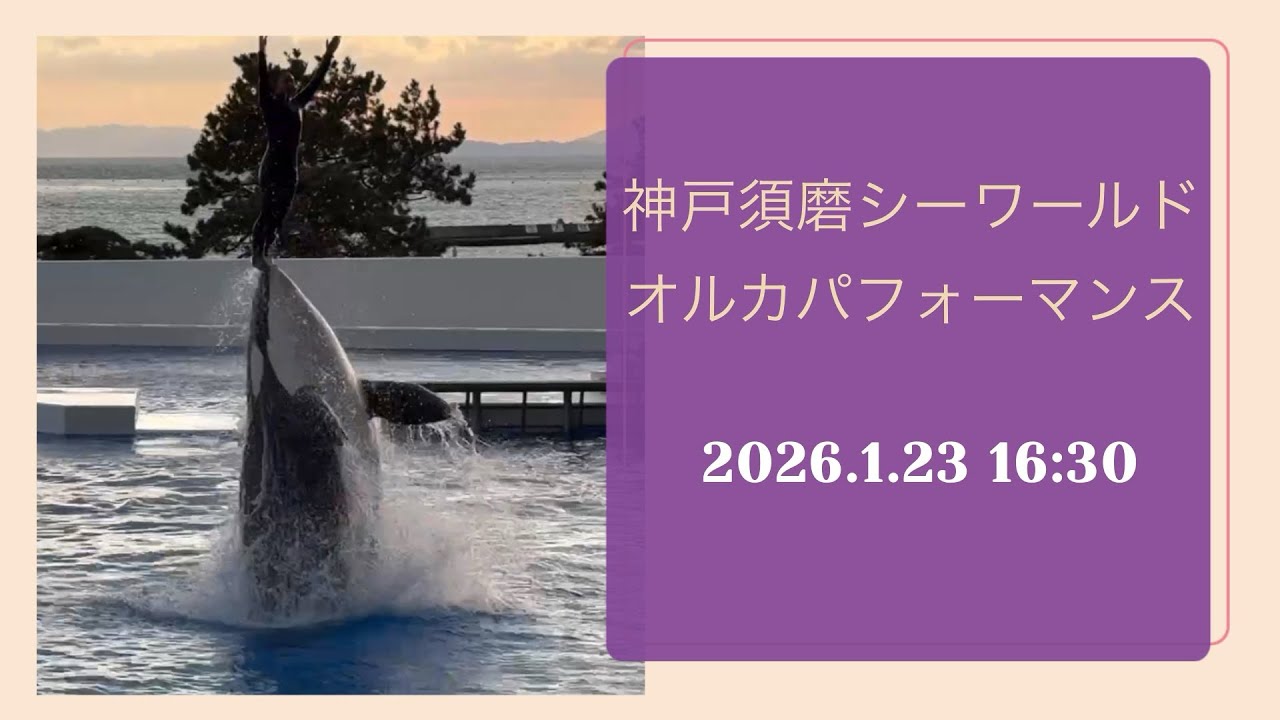 神戸須磨シーワールド　オルカパフォーマンス　2026.1.23 16:30