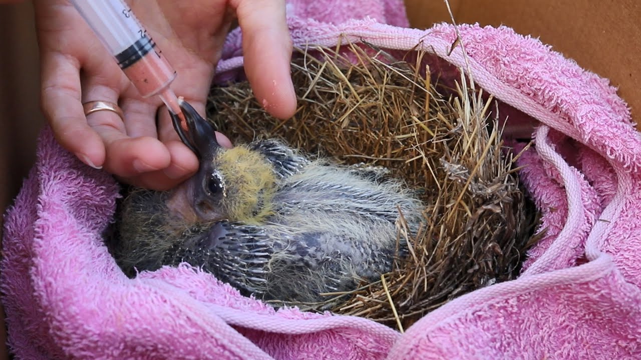 Rescue a baby pigeon bird dropped from trees