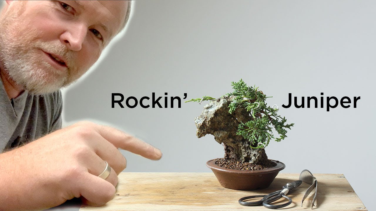 Bonsaify | Creating a Juniper Bonsai Rock Planting Step-by-Step