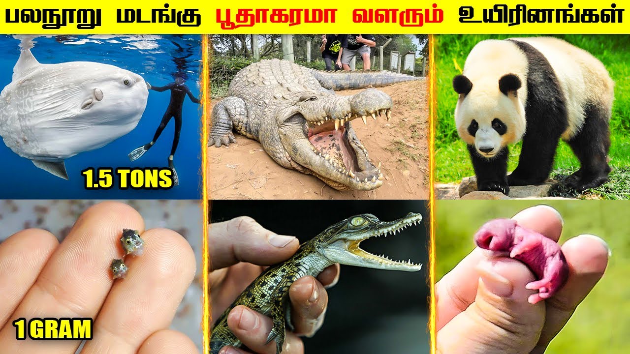 Animals that Grow up to be Gigantic | பலநூறு மடங்கு பூதாகரமாக வளரும் விலங்குகள் | Savage Empire