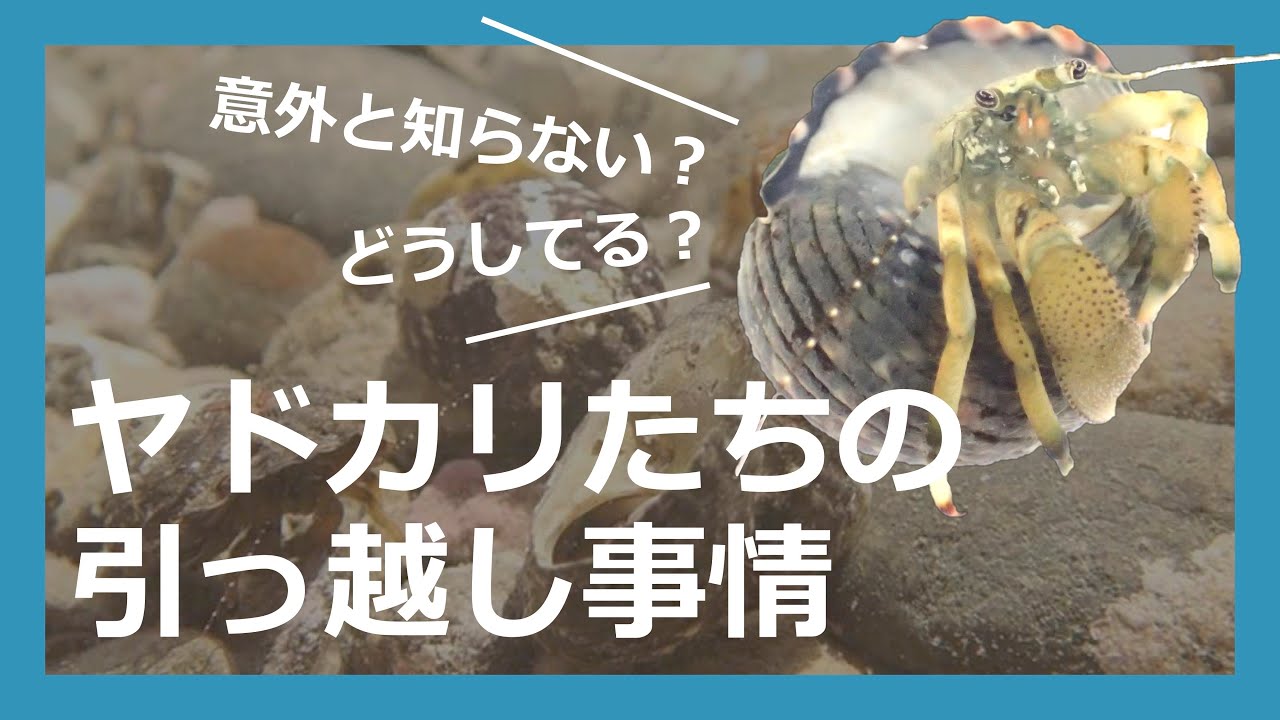ヤドカリたちの引っ越し事情