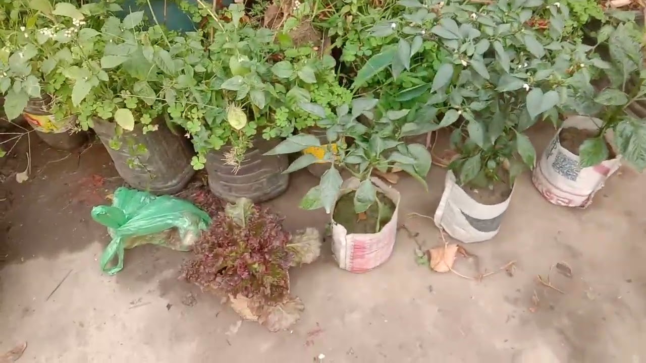 ছাদ বাগান থেকে,হারভেস্টিন মালভেরি ফল,লেবু,মরিচ,লেটুসপাতা।
