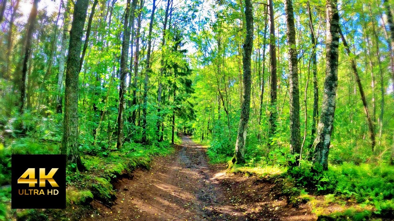 4K Ultra HD | Join me for a beautiful walk In the forest. the video is without music