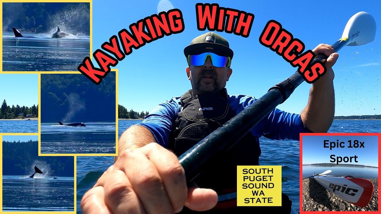 Kayaking with Orcas South Puget Sound WA State