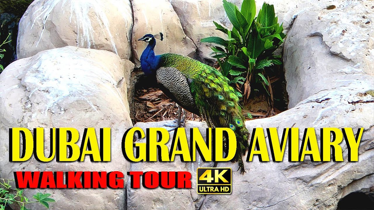 DUBAI GRAND AVIARY ► WALKING TOUR IN 4K ►