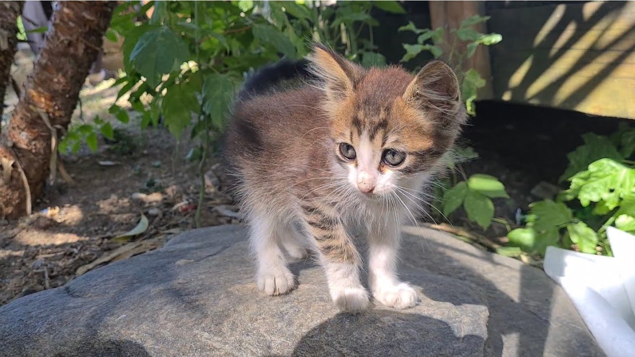 Aww Amazingly Sweet and Very Tiny Kitten.