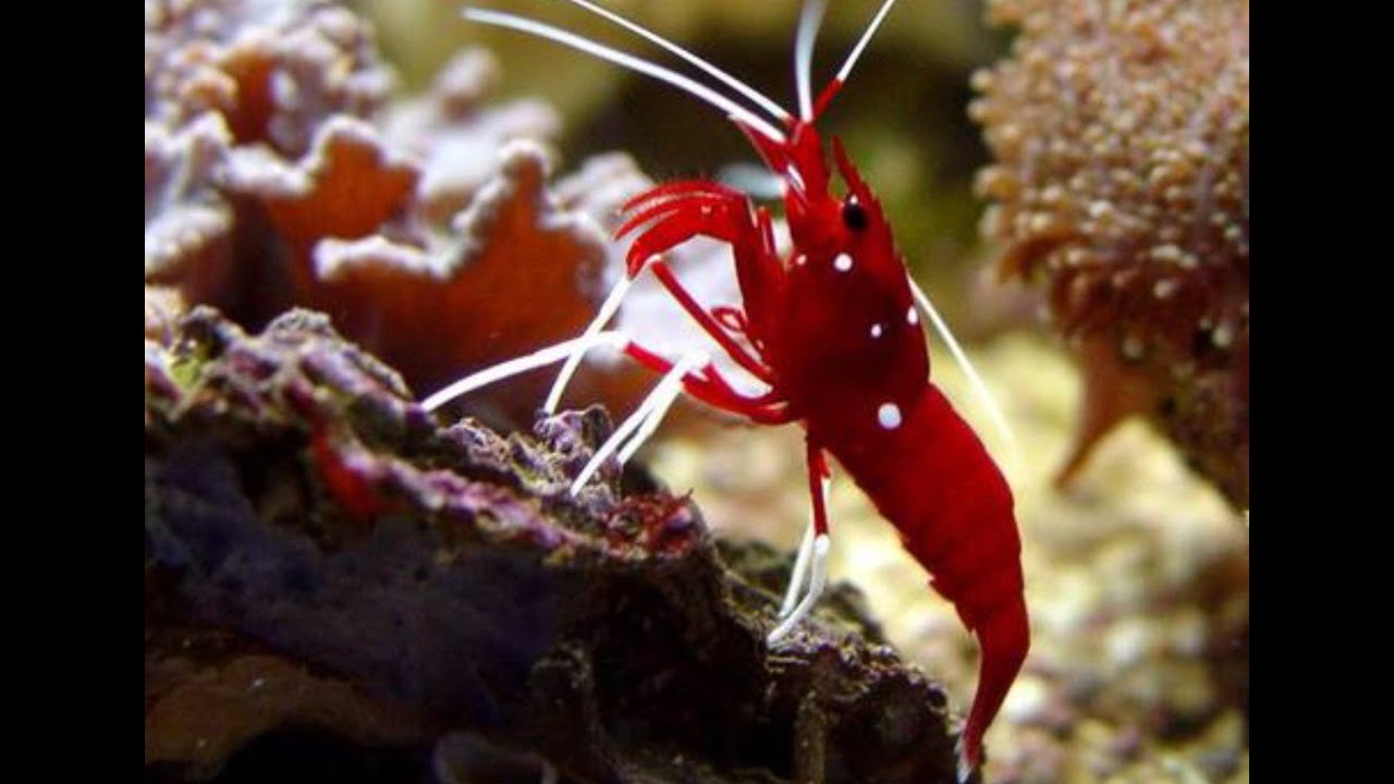 Blood Shrimp  In the Reef Lab