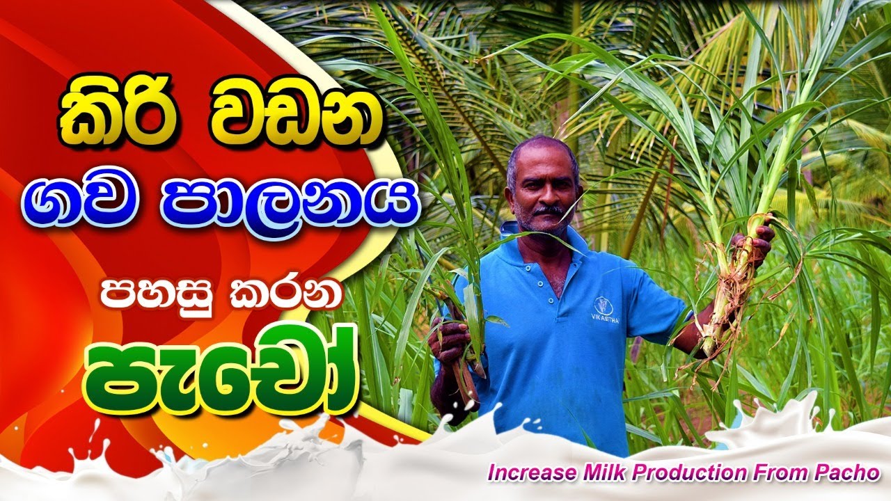 තරග නැති පහසු ව්‍යාපාර,කිරි වඩන සුපිරි කෑම,Cattle Grass feed, BST Saman,Pachone