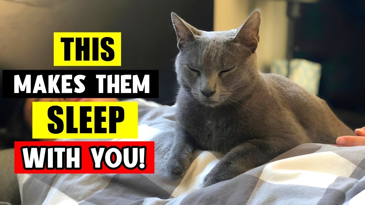 The ACTUAL REASONS Why Your Cat SLEEP With YOU! 😴🐈