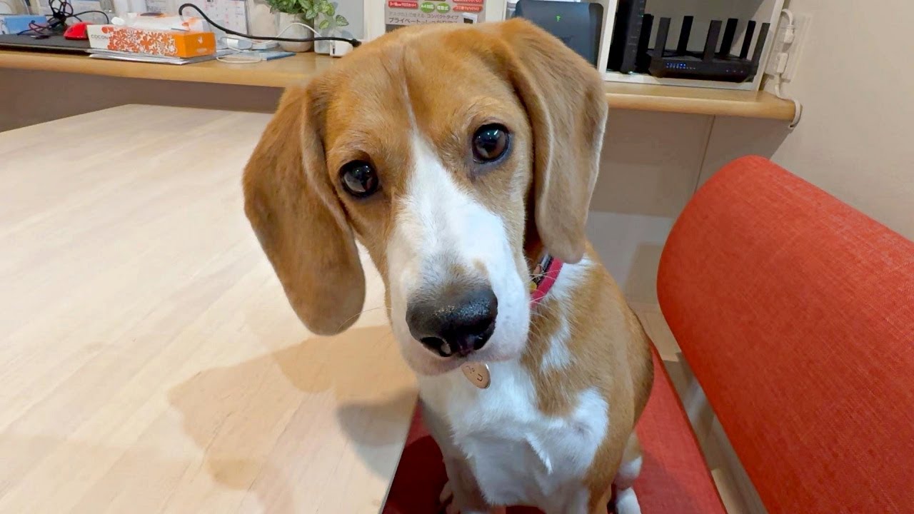 ビーグル犬と食卓を囲むとこんな感じですｗ