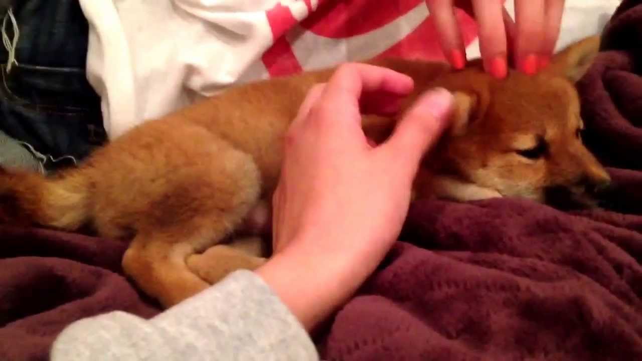 Shibe at a sleepover