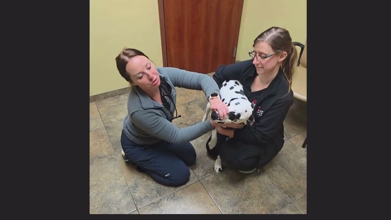 How-To Pill A Dog