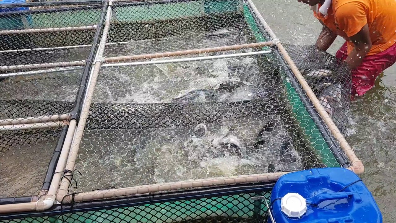 Criaçâo de peixe em gaiola - parte 3(1)