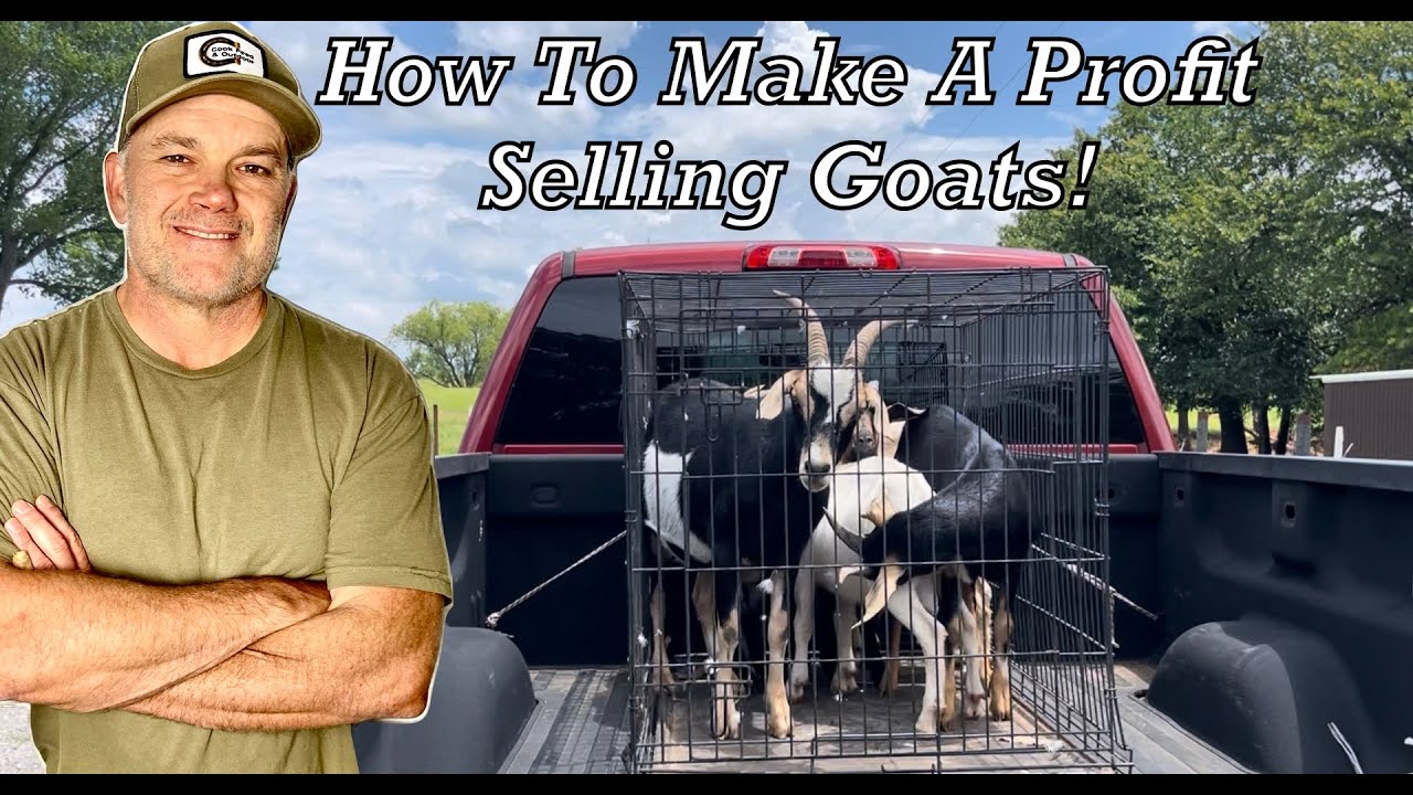 How to Make Money Selling Goats!
