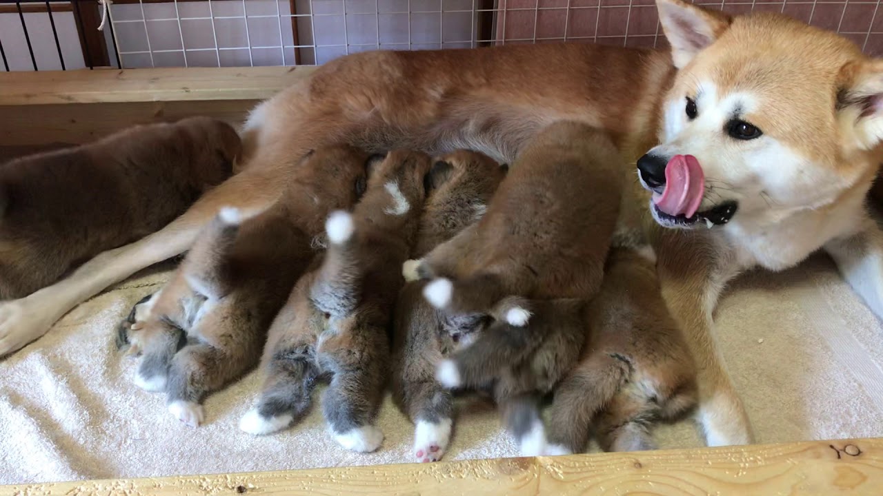 秋田犬 天、22日目の授乳