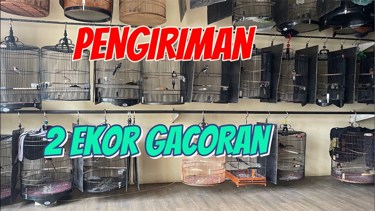 PENGIRIMAN 2 EKOR GACORAN