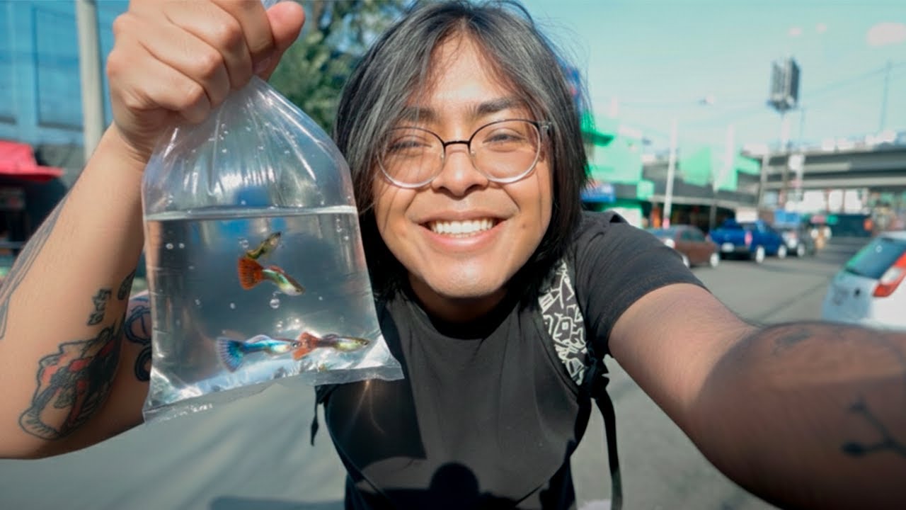 BUSCANDO PECES por 100 PESOS en MERCADO DE PECES