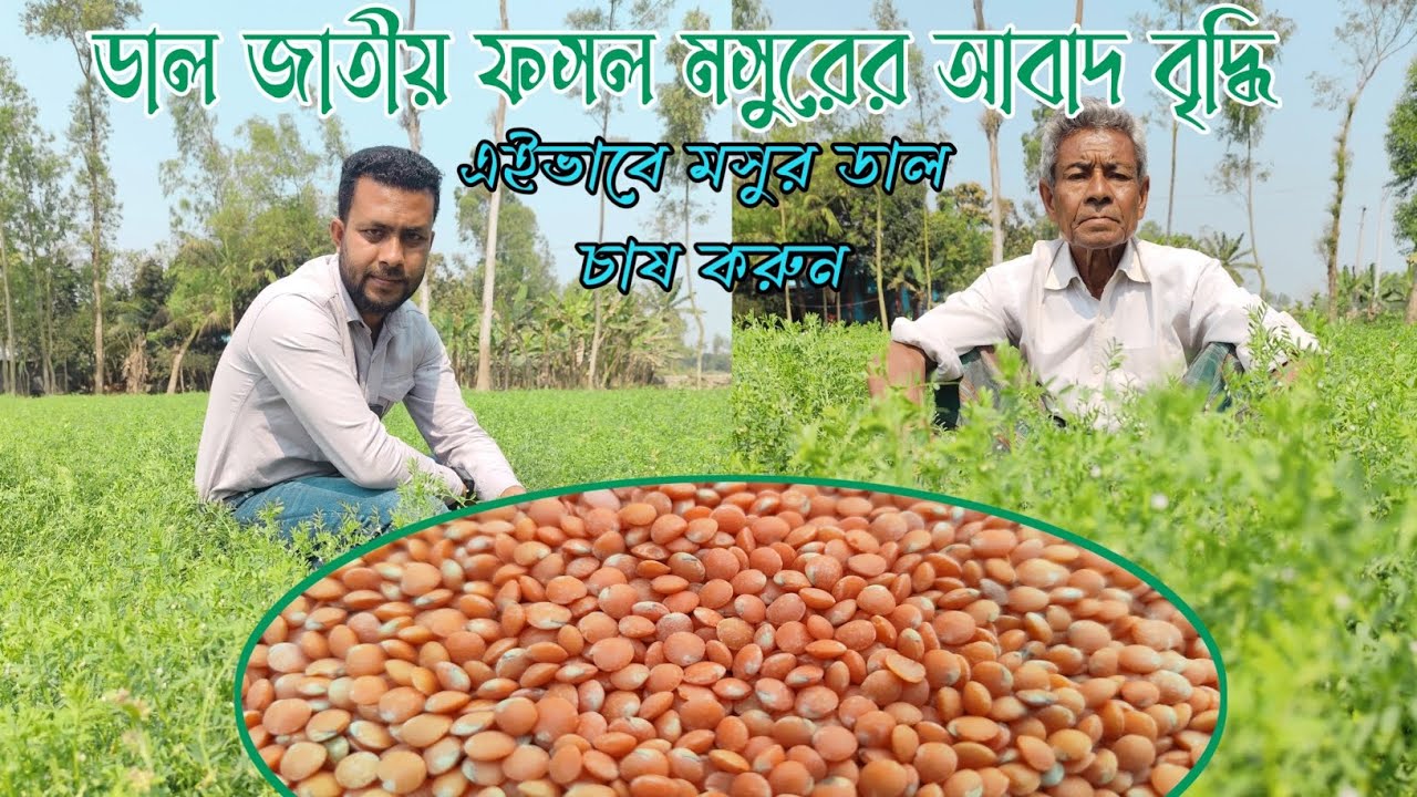 ডাল জাতীয় ফসল মসুর চাষ।