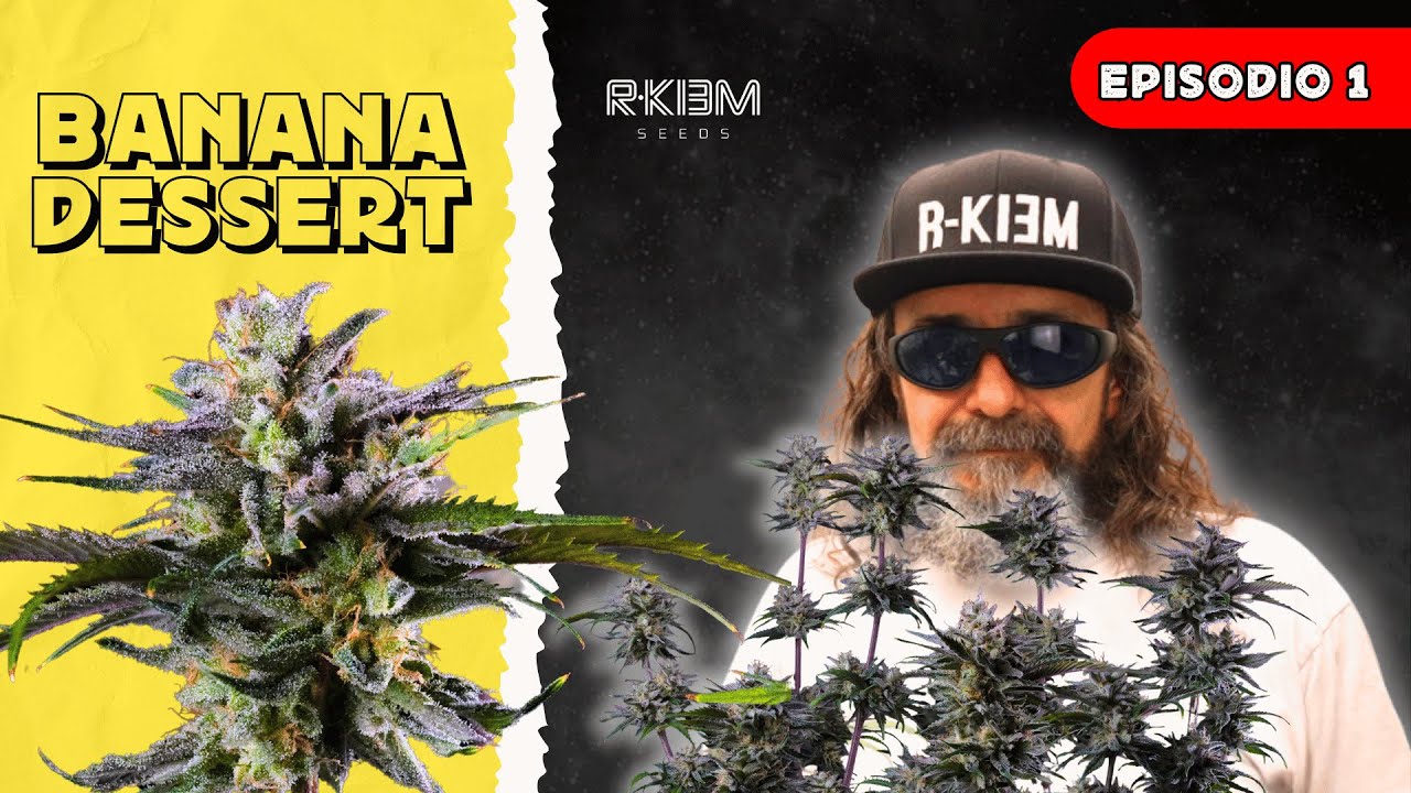 T2 - E1: BANANA DESSERT - RKIEM SEEDS | FLORANDO EN FUMILIA