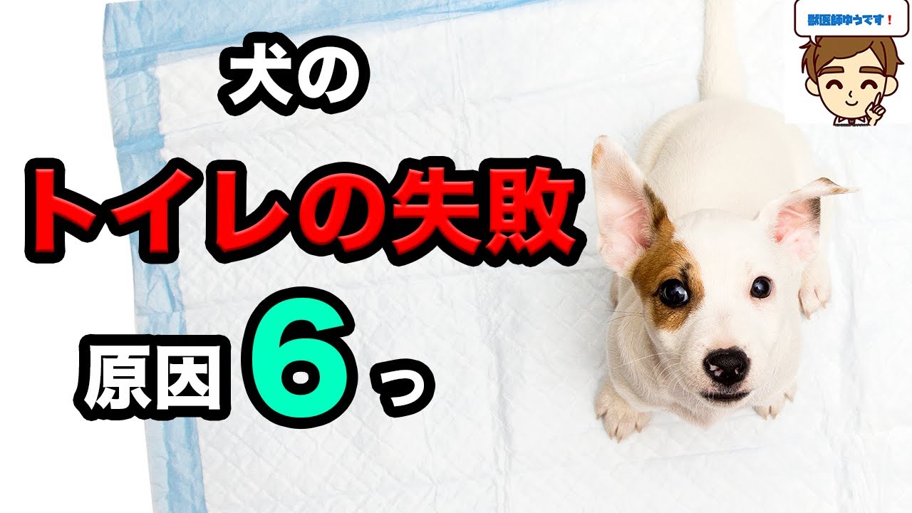 【獣医がおしえる】愛犬のトイレの失敗の原因６選