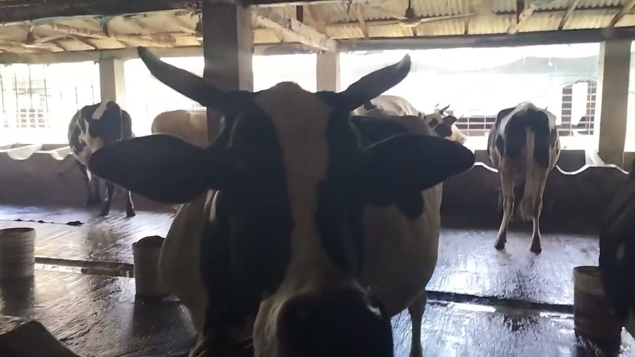 গরুর ভিডিও। 