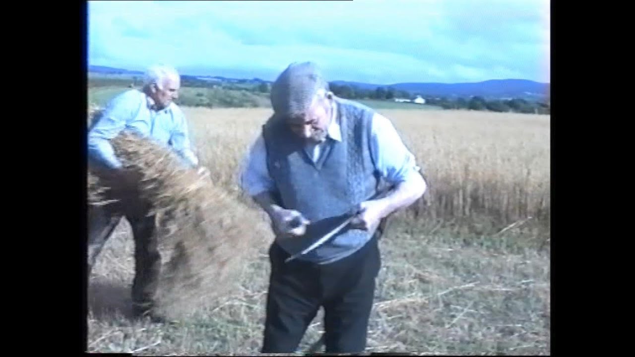 Harvesting Corn in Inishowen