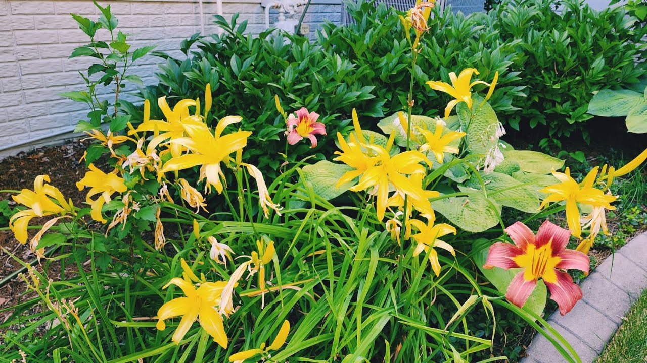 Early July Garden