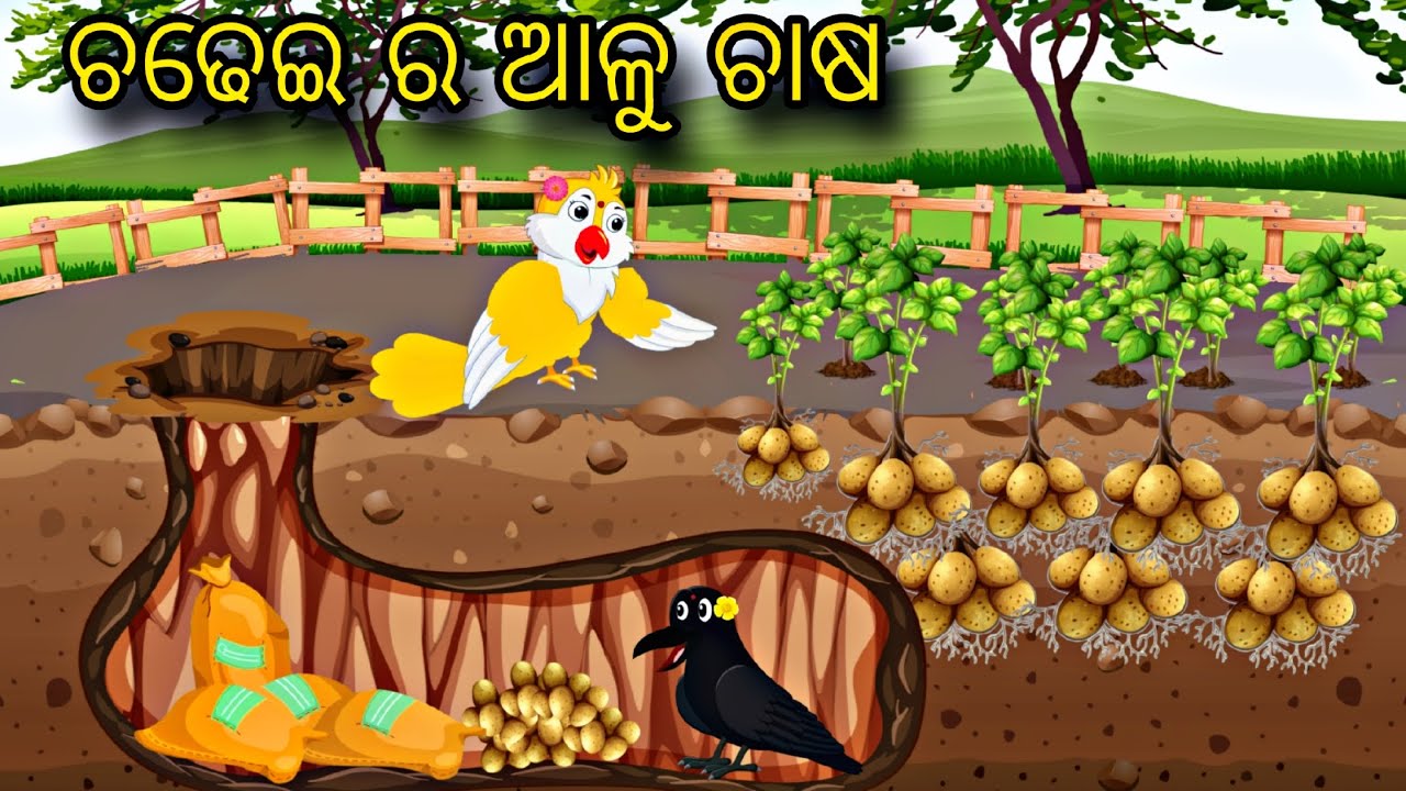 Chadhei Ra Aalu Chasa \\ Odia Stories \\ Odia Gapa \\ Tiki Chadhei Gapa \\ Bird Story \\ Stories