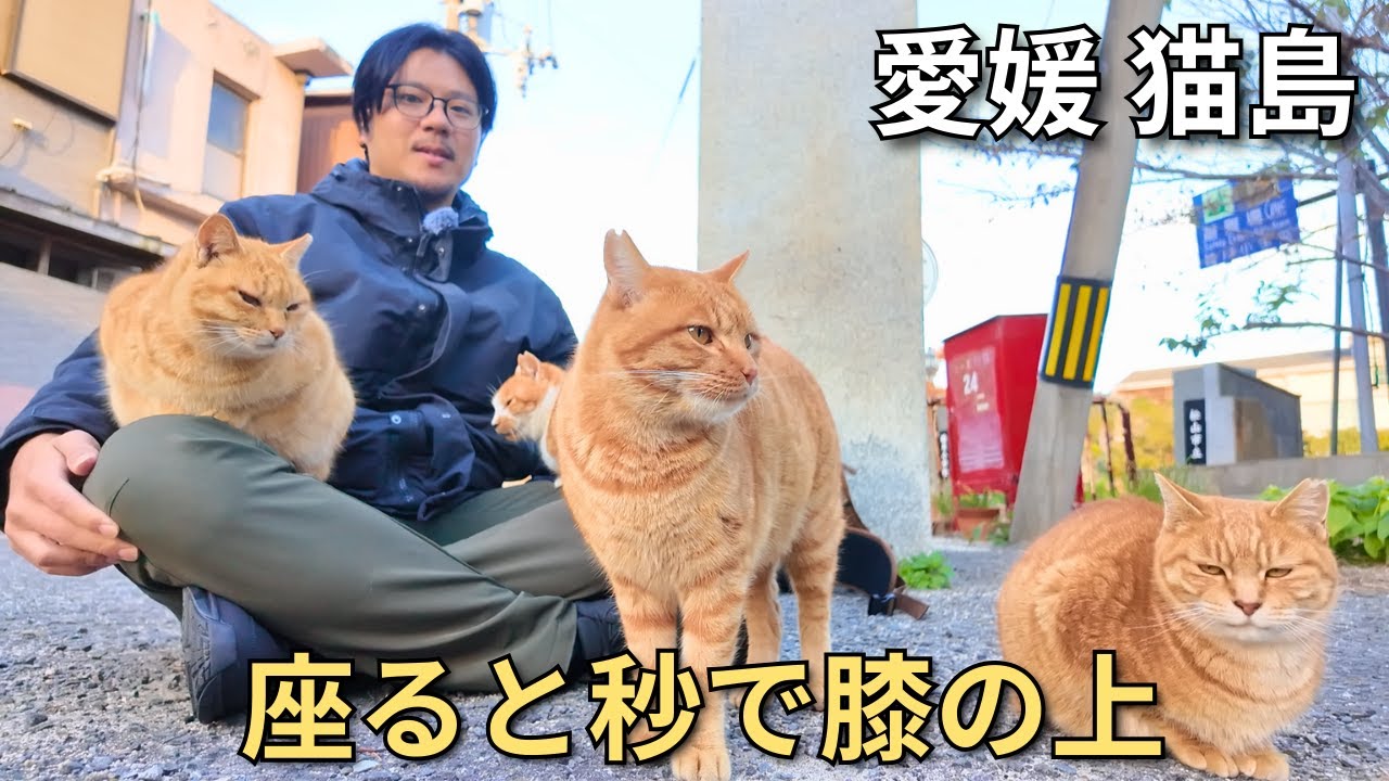 Неожиданный кошачий рай Японии! 🐈🇯🇵 Остров Мудзуки, Эхимэ🏝️