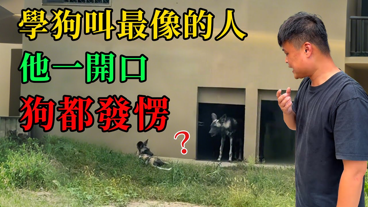 學狗叫最像的人，他一開口狗都發楞 #動物的迷惑行為  #養動物的樂趣  #動物的心思都寫在臉上