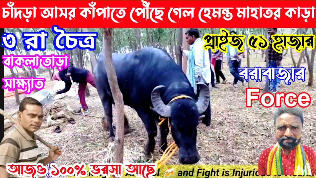 ৩ রা চৈত্র চাঁদড়া আসর কাঁপাতে পৌঁছে গেল হেমন্ত মাহাতর ১নং কা*ড়া,প্রাইজ ৫১ হাজার,আজ ছাতা উল্টাফুটা👈
