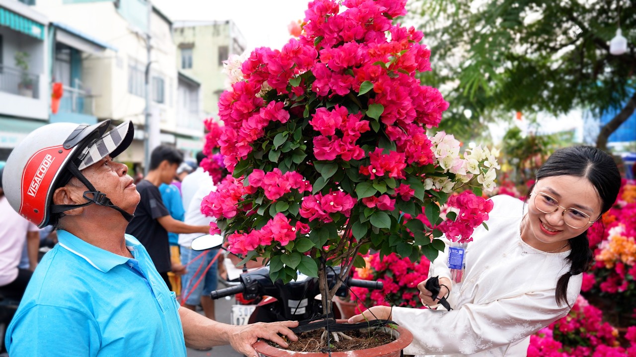 Thấy mà ham mai siêu bông, hoa giấy nhiều màu đẹp lung linh nhà vườn sả hàng bán rẻ khách mua ùn ùn