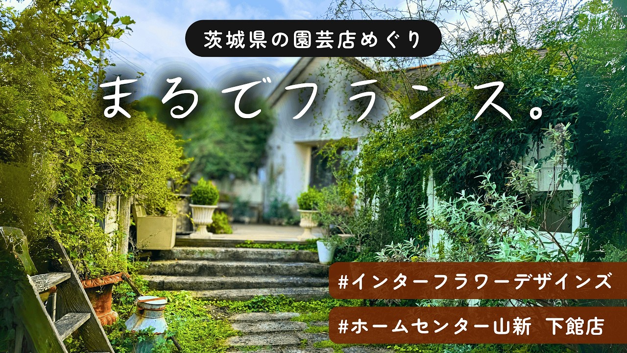 【 園芸店めぐり 】茨城県ホームセンター 山新下館店 / インターフラワーデザインズ / 50代主婦  / アガベ / ユッカ / ドライガーデン / 観葉植物 / 多肉植物 / ドライ / スワッグ