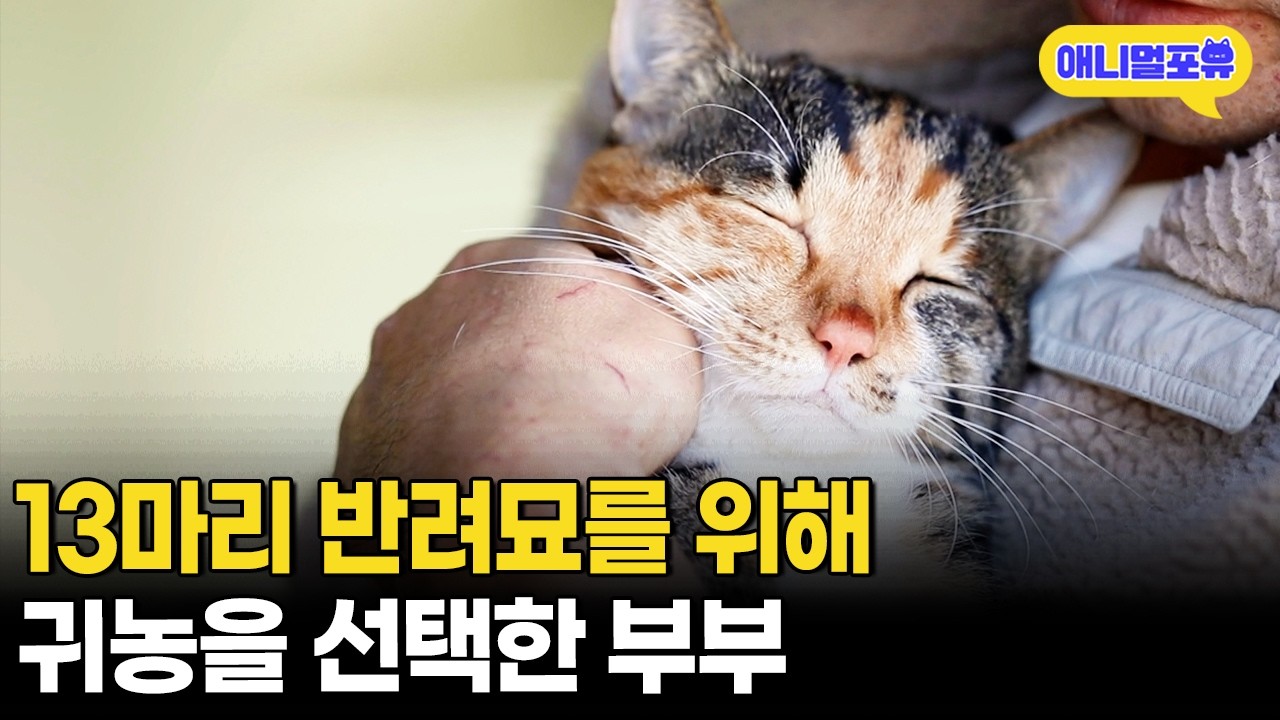 집 전체가 거대 캣타워! 13마리 반려묘들과 함께하는 시골 라이프ㅣKBS 반려동물 극장 240128 방송