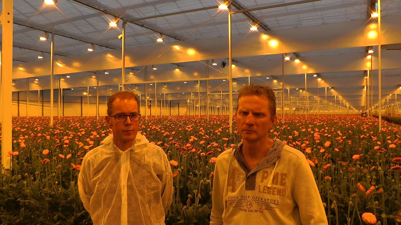 Nieuwsbericht Gerbera HNT teeltjaar 4 (HD kwaliteit)