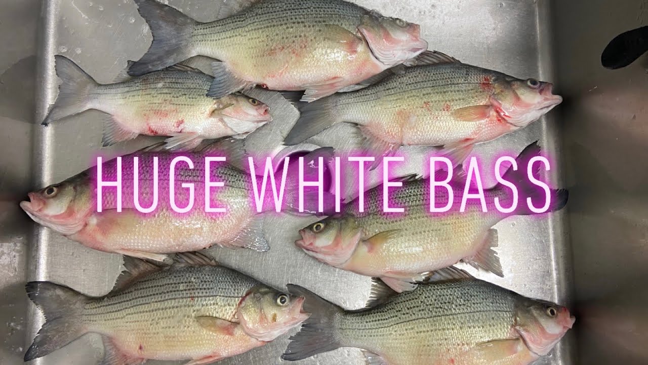 How to Ice Fish for White Bass (Devils Lake, ND)