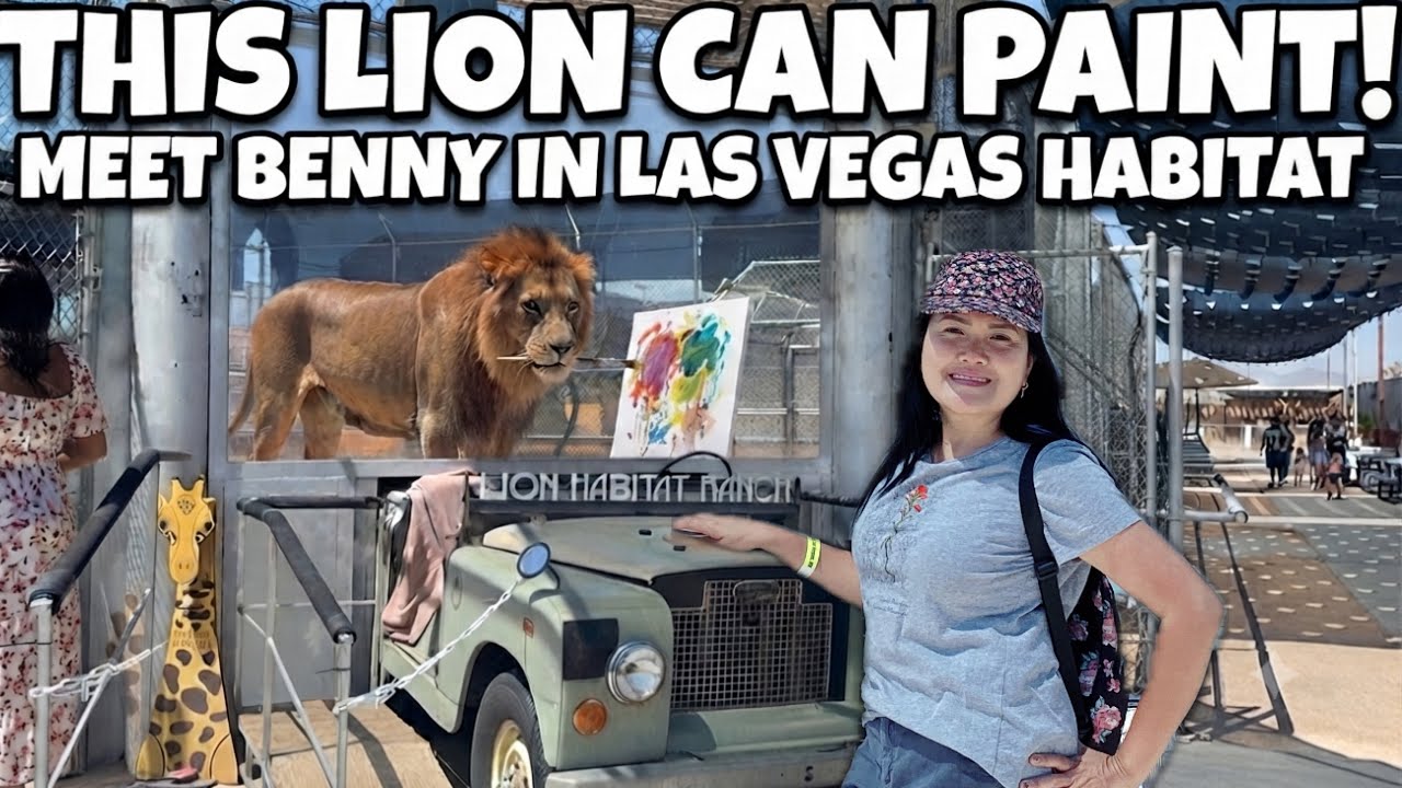 FEEDING AND PAINTING LIONS AT THE RANCH 