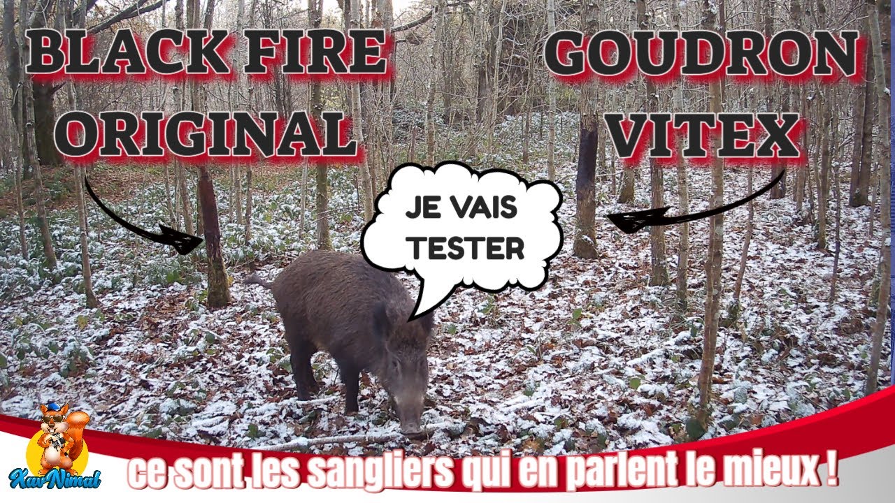 Goudron de Norvège Vitex ou Black Fire Original pour les sangliers ?