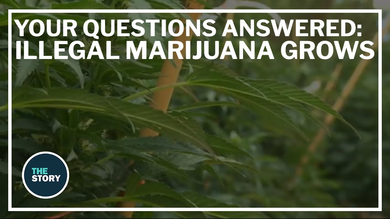 Answering your questions about illegal marijuana grows in southern Oregon