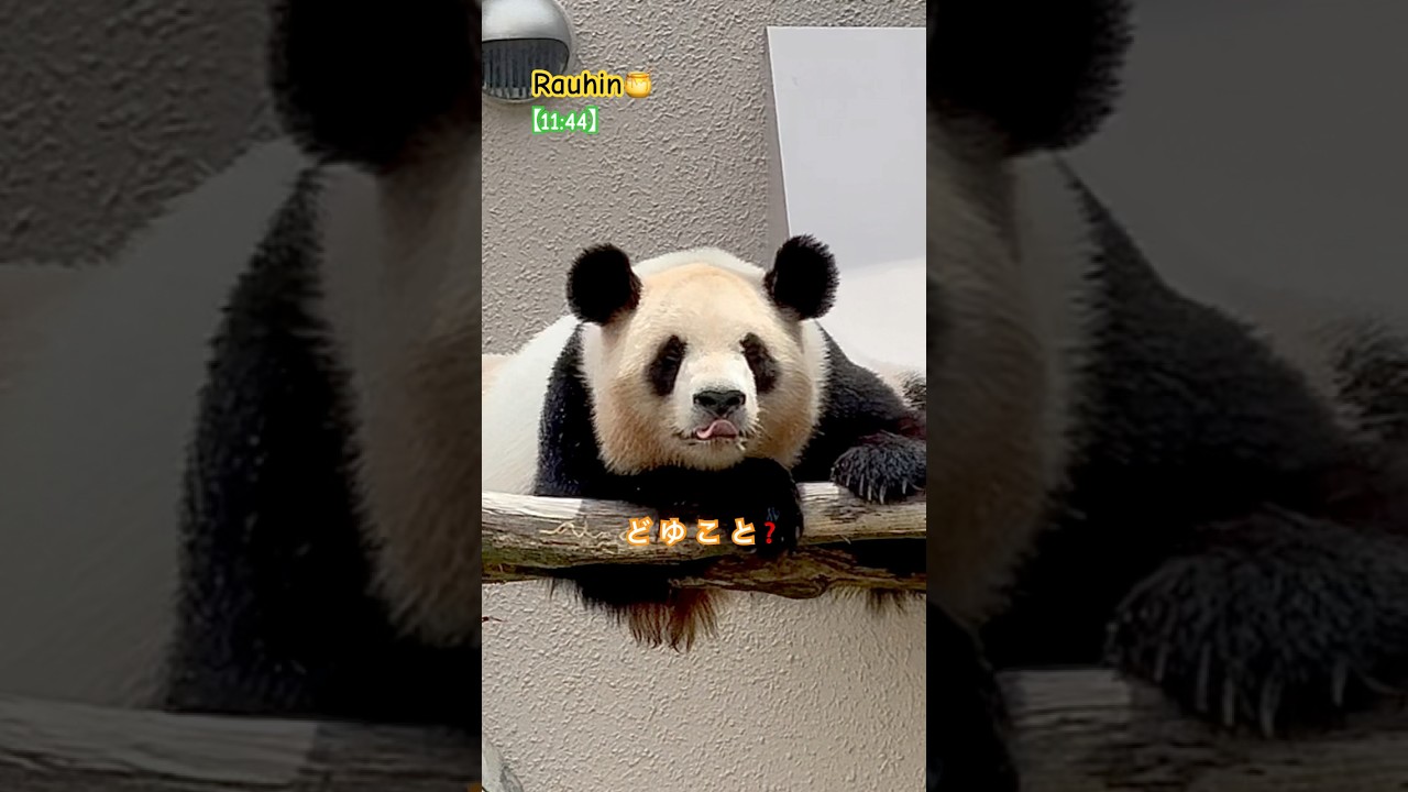 パンダ良浜🍯泡吹いてもメロすぎる25才㊗️#shorts #panda #良浜