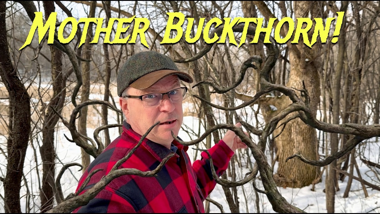 Meet the Mother Alien Buckthorn | Fud’s Back Yard