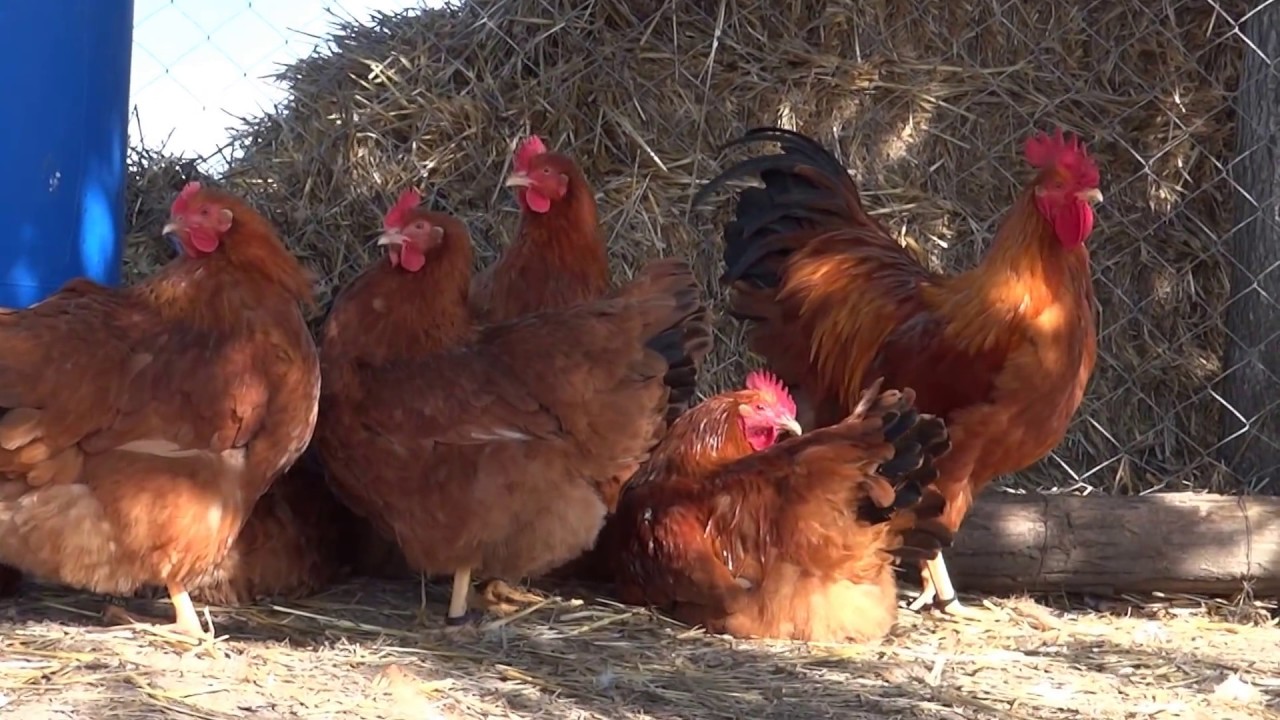 New Hampshire chicken НЮХЕМПШИР my breeding groups Olympus farm.