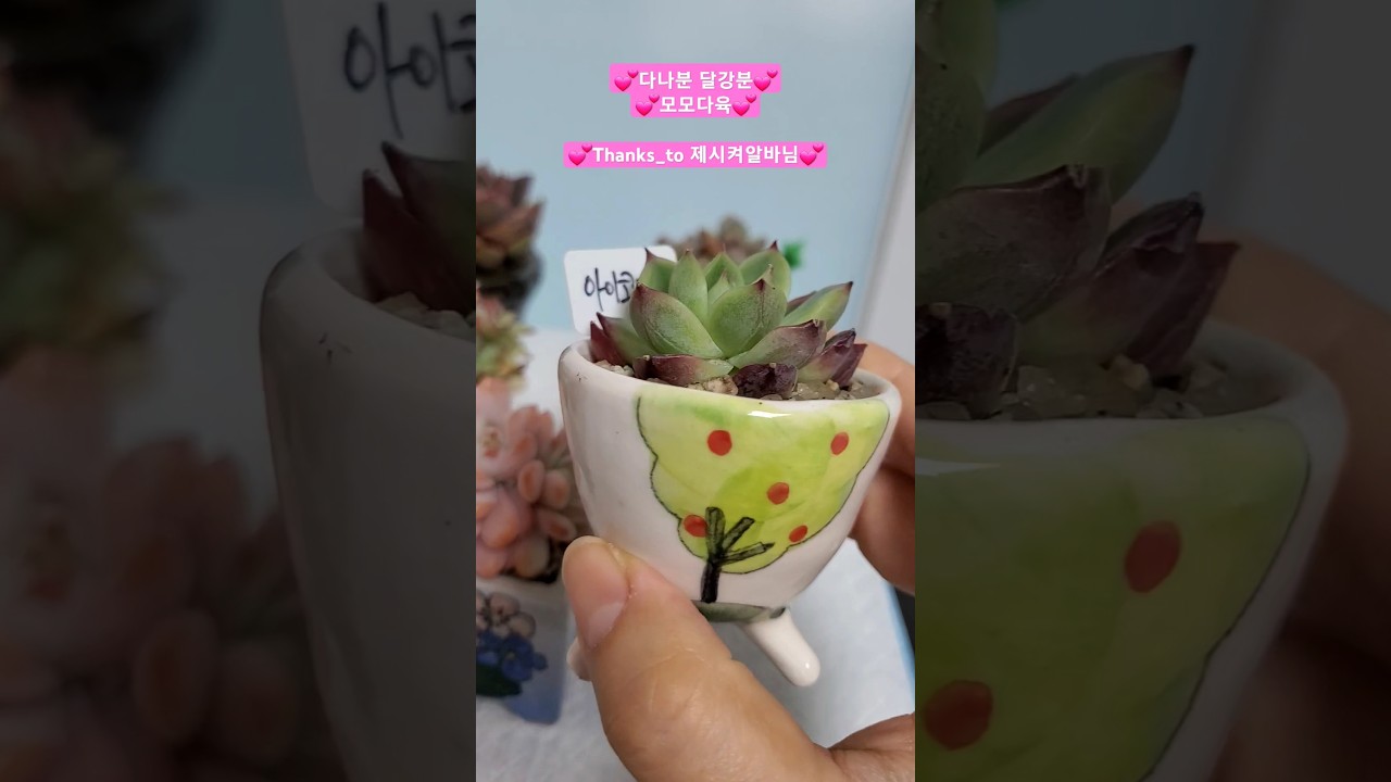 #다육 #다육이 #succulent #plants #달강분 #다나분 #모모다육