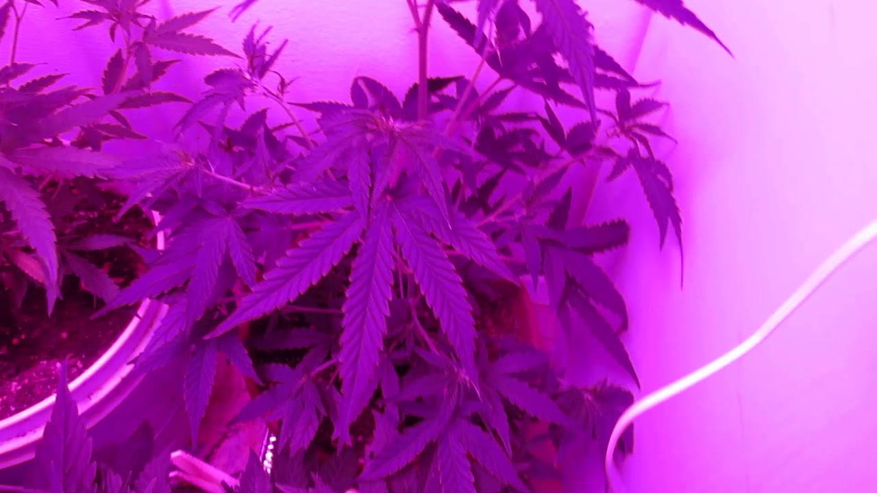 Tour of My Closet Grow Room (How to Grow Indoors For Cheap!!!)