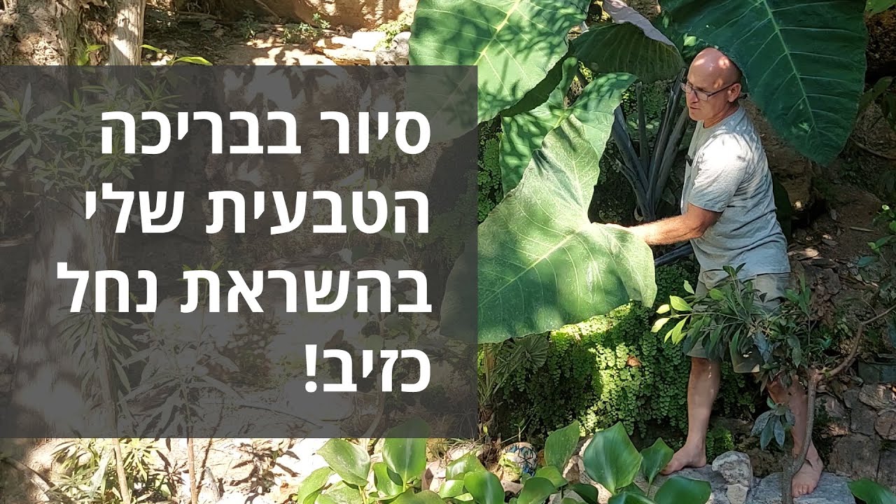 סיור בבריכה הטבעית שלי בהשראת נחל כזיב