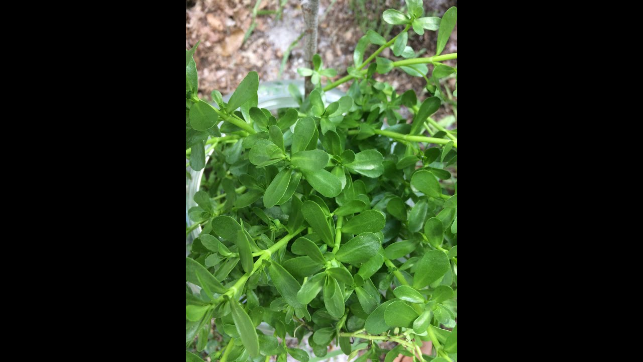 EatTheWeeds: Episode 149: Bacopa monnieri aka Water Hyssop