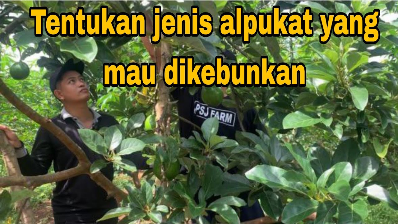 PILIH JENIS ALPUKAT SEBELUM DIKEBUNKAN